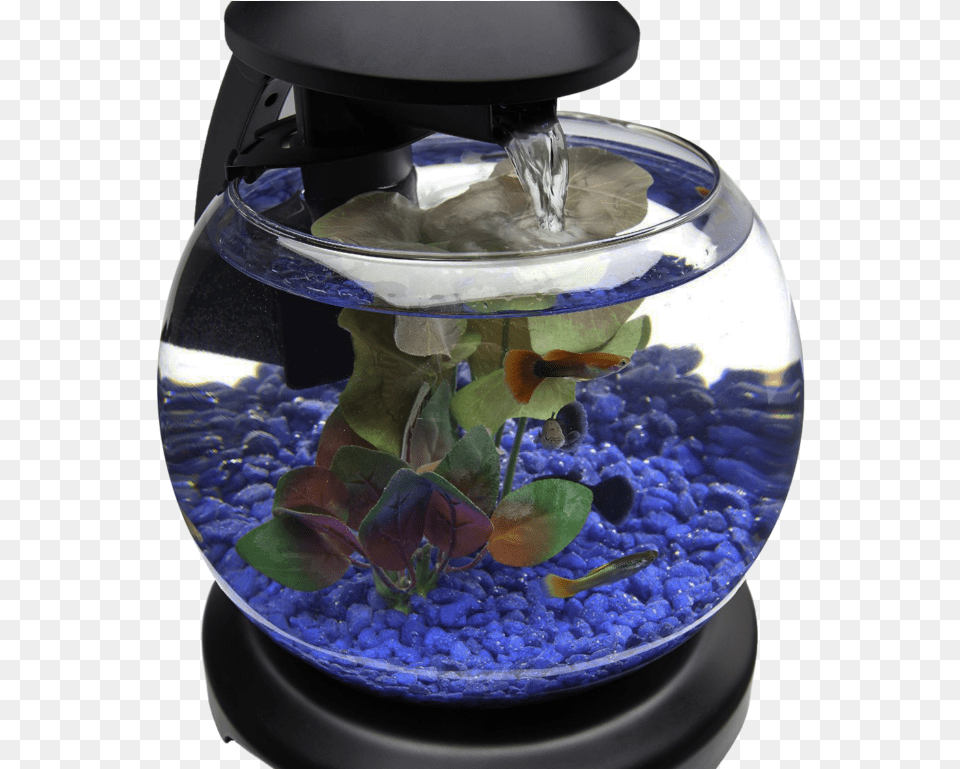 Glob Aquarium Fish Tank Transparent Image Aquarium Design, Animal, Sea Life, Water, Aquatic Png