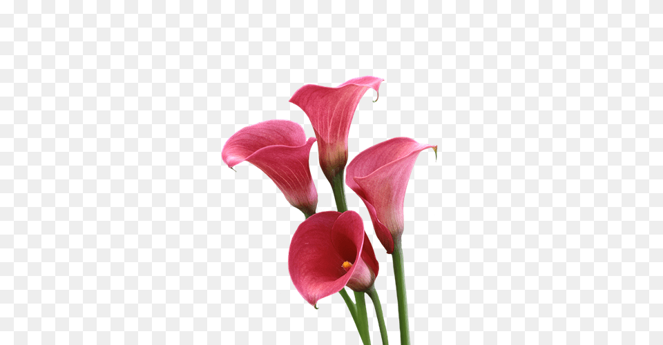 Global Leader In The Export Of Lily Bulbs Freesia And Calla Corms, Flower, Petal, Plant Png Image