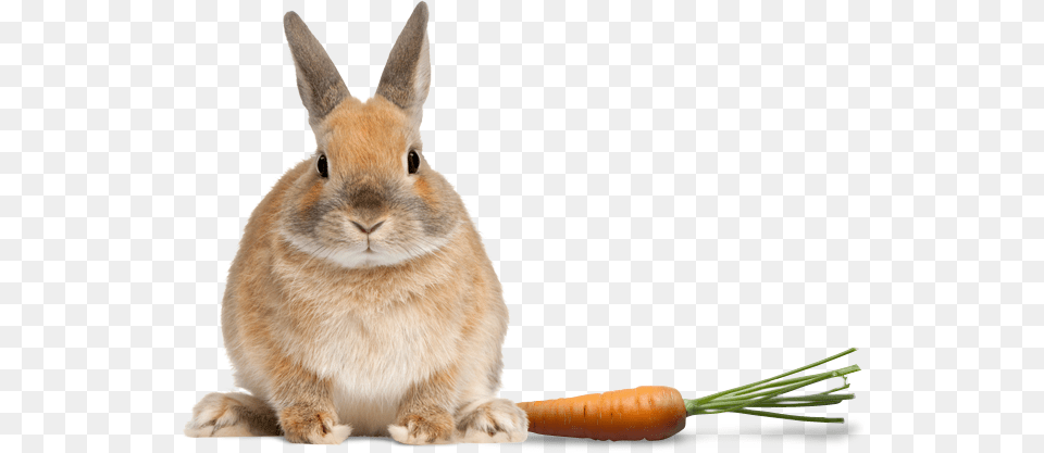 Global Pet Foods Hrm Rabbit Front, Animal, Mammal, Produce, Plant Free Png Download