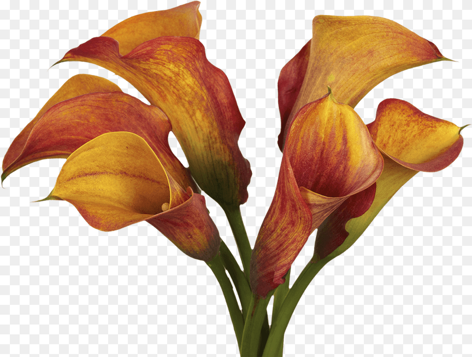 Globalrose 10 Stems Of Orange Color Calla Lilies Fresh Flowers For Delivery Arum Lilies, Flower, Petal, Plant, Food Png Image