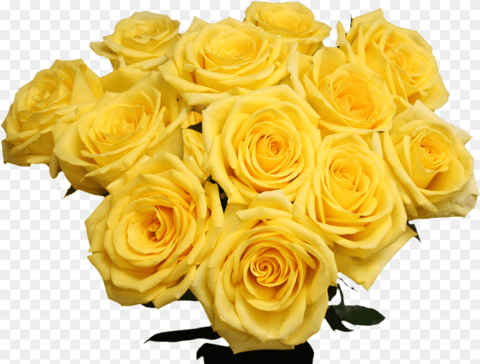 Globalrose Fresh Cut Gold Strike Roses 50 Yellow Roses Garden Roses, Flower, Flower Arrangement, Flower Bouquet, Plant Png Image