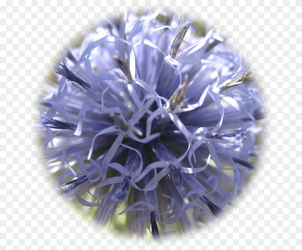 Globe Thistle, Flower, Plant Free Transparent Png