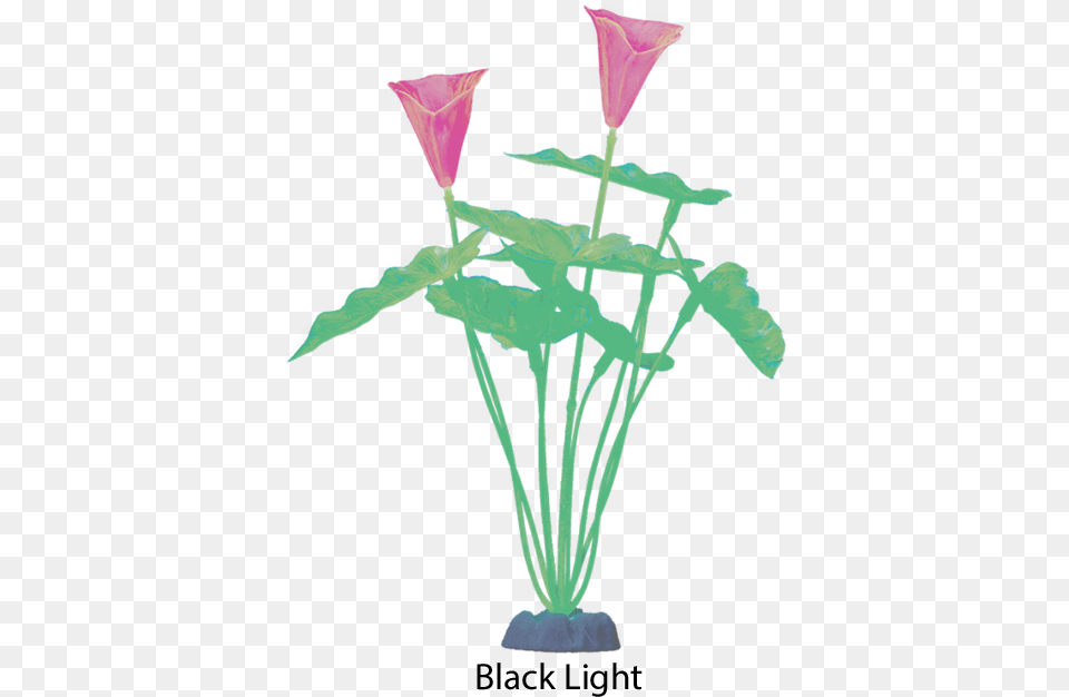 Glofish Extra Large Color Changing Green Plant Garden Roses, Flower, Flower Arrangement, Petal, Ikebana Free Png Download