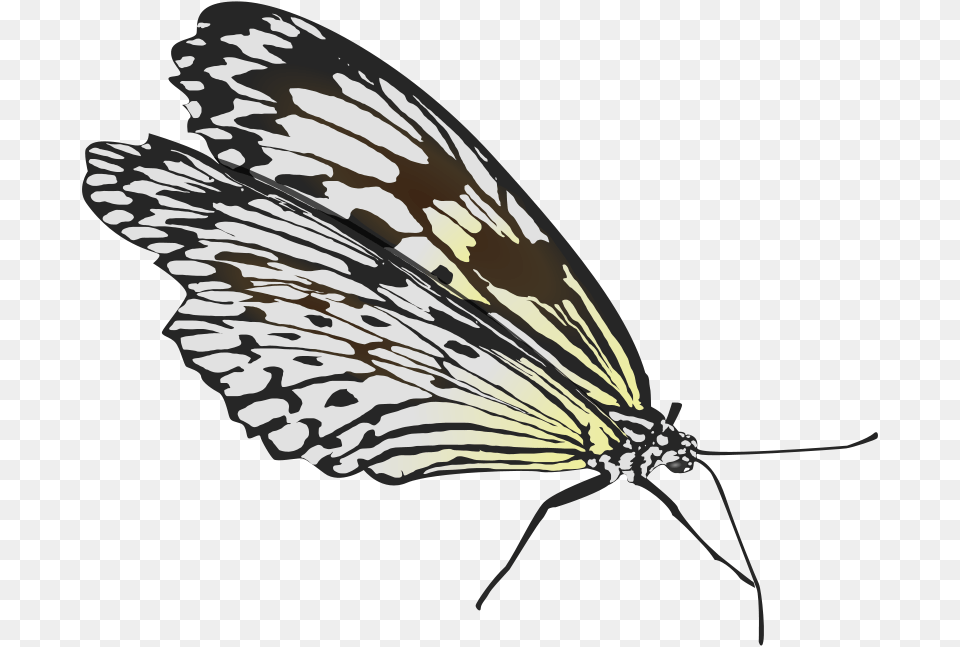 Glombool Butterfly, Animal, Insect, Invertebrate Png