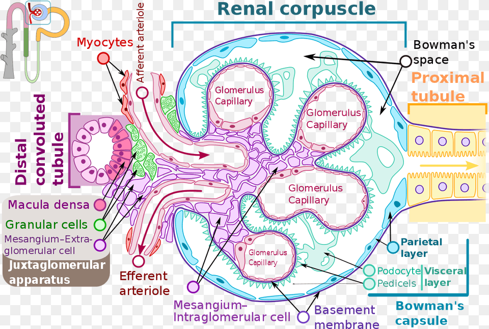 Glomerulus Basement Membrane Of Proximal Tubule, Animal, Dinosaur, Reptile Free Png Download