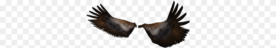Glorious Eagle Eagle Wings Wings, Animal, Bird, Vulture, Flying Png Image