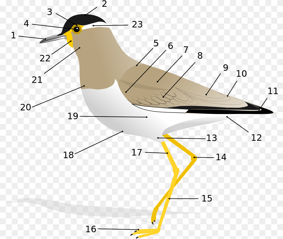 Glossary Of Bird Terms Wikipedia Anatomy Of A Bird, Animal, Beak, Waterfowl Free Transparent Png