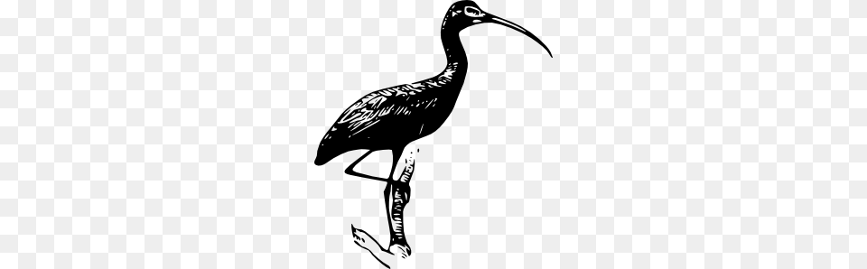Glossy Ibis Clip Art Free Vector, Animal, Beak, Bird, Crane Bird Png Image