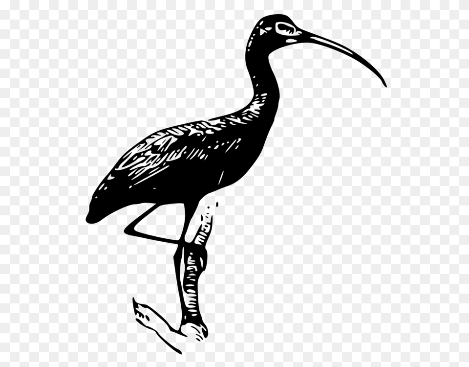 Glossy Ibis Heron Vertebrate American White Ibis, Gray Free Png Download