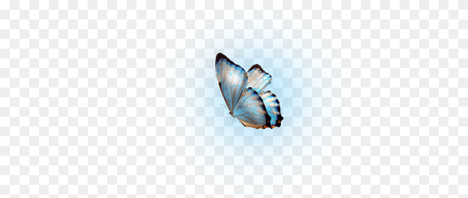 Glow Butterfly Molduras, Sphere Png Image