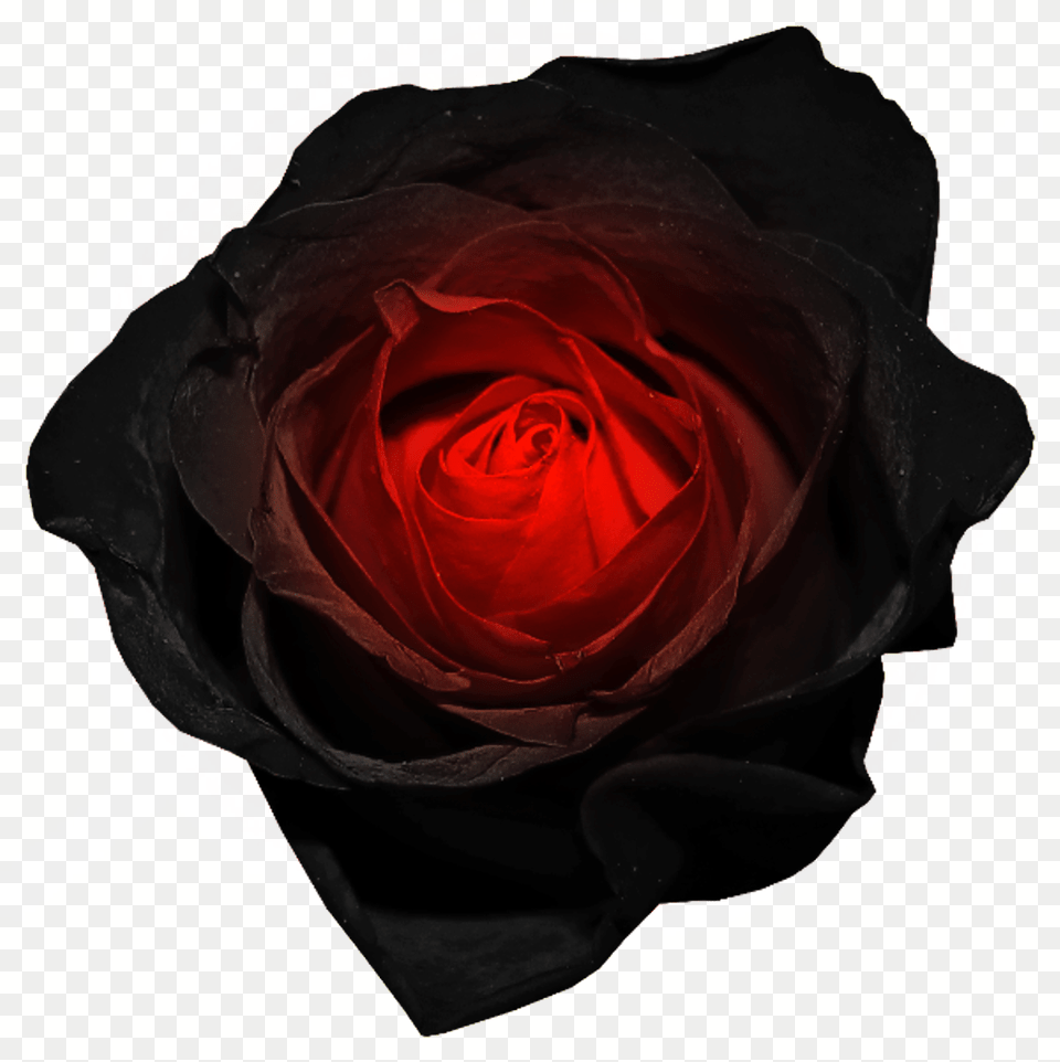 Glow Rose Black Red Neon Fantasy Flower Blackandred Black, Plant Png Image