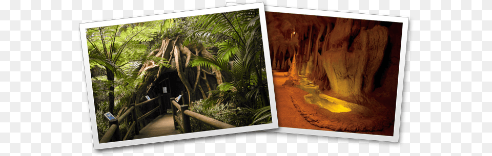 Glow Worm Caves Glow Worm Tamborine Mountain, Cave, Outdoors, Nature, Plant Free Png Download