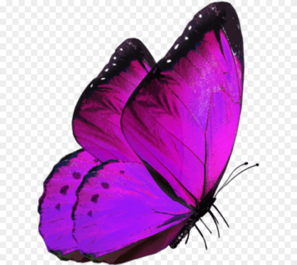 Glowing Butterfly For Editing, Purple, Plant, Petal, Flower Png Image