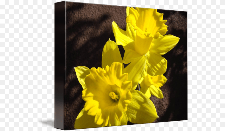 Glowing Daffodil Flowers Art Photography By Baslee Troutman Fine Prints Wild Daffodil, Flower, Plant Free Transparent Png