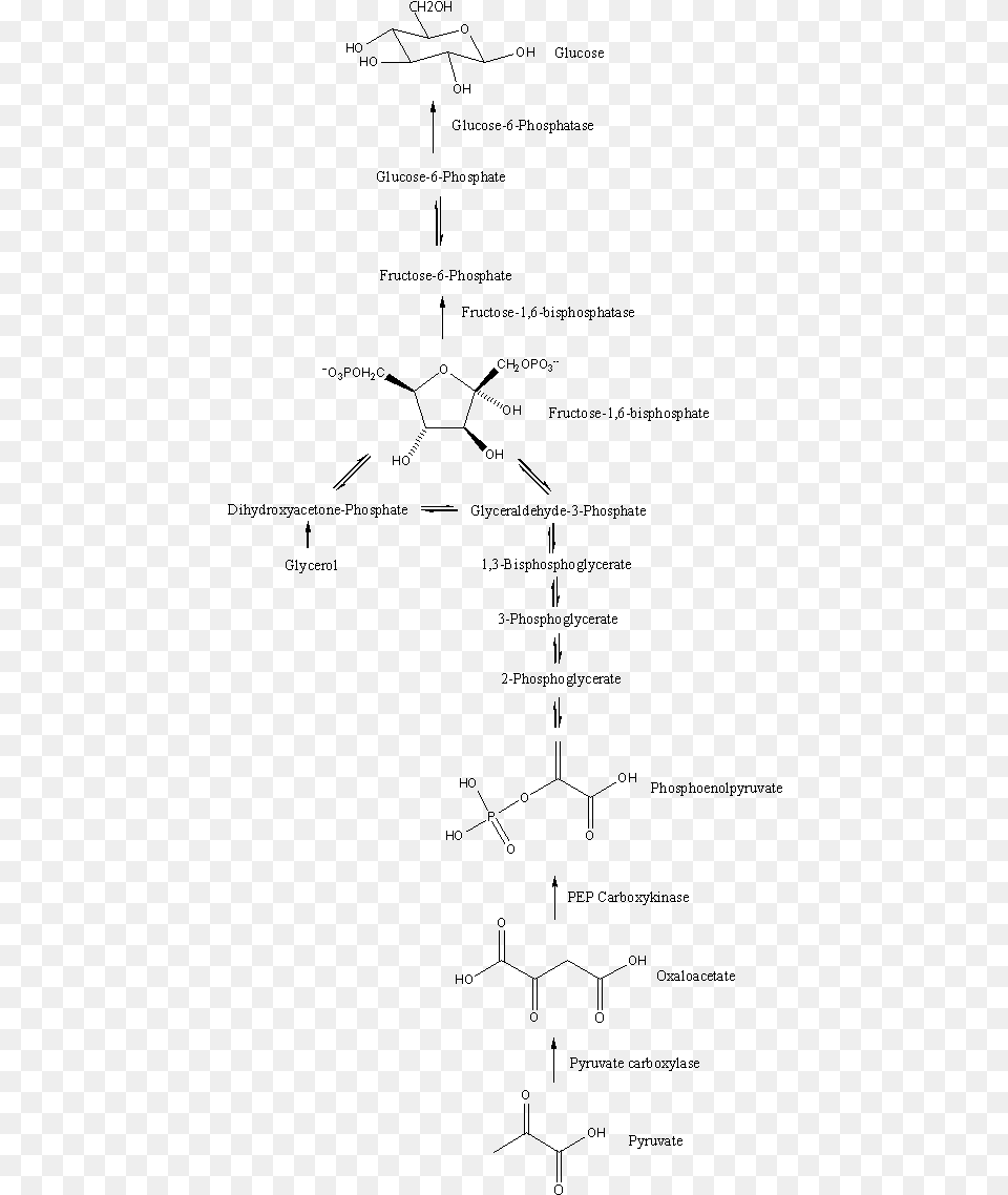 Gluconeogenesis Pathway Gluconeogenesis Pathway Structures, Gray Free Png