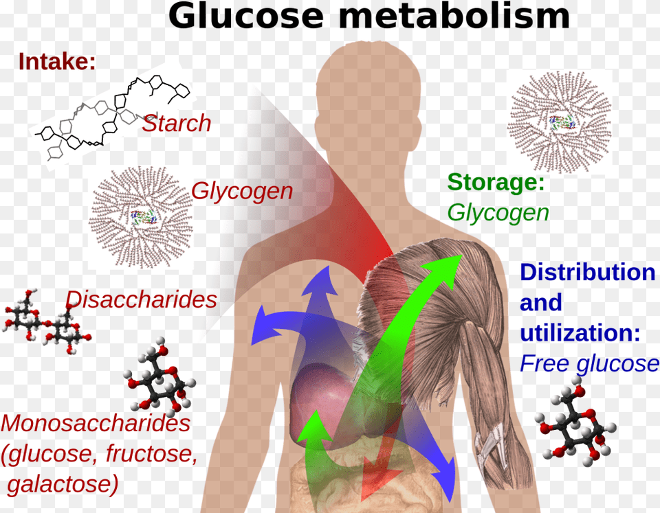 Glucose In Body, Body Part, Face, Head, Neck Free Png