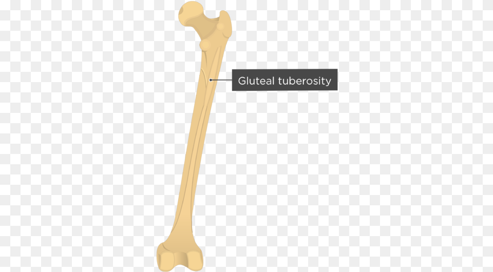 Gluteal Tuberosity Femur Bone Gluteal Tuberosity, Blade, Dagger, Knife, Weapon Free Transparent Png