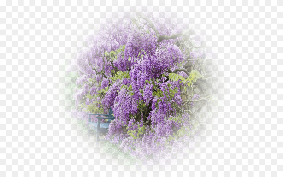 Glycine Wisteria, Flower, Garden, Purple, Nature Png