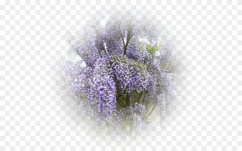 Glycine Wisteria, Flower, Garden, Nature, Outdoors Free Png Download