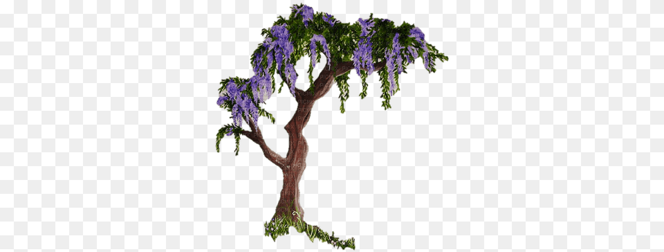 Glycine Wisteria Paintinglounge Lovely, Plant, Potted Plant, Tree, Conifer Free Png