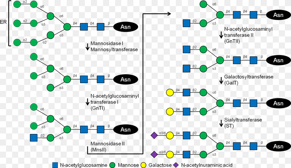 Glycosylation In Humans, Chart Free Transparent Png