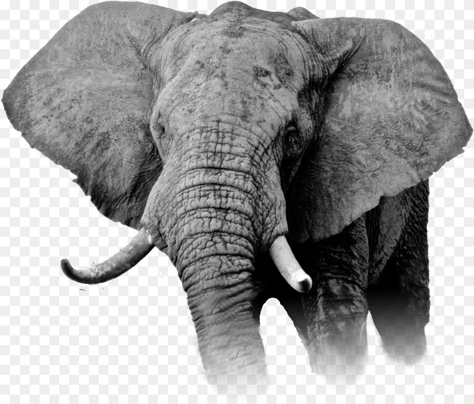 Gmfer 2016 Marching Banners In A Zip File Kush, Animal, Elephant, Mammal, Wildlife Free Png
