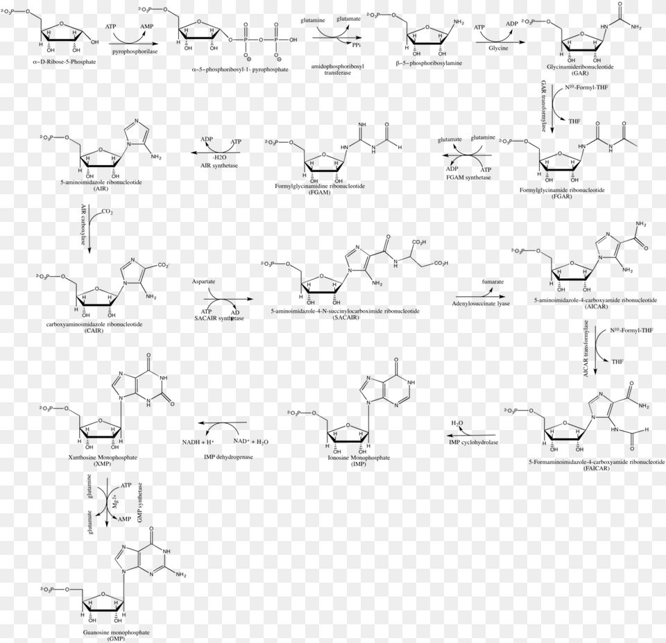 Gmp De Novo Synthesis Diagram, Gray Free Transparent Png