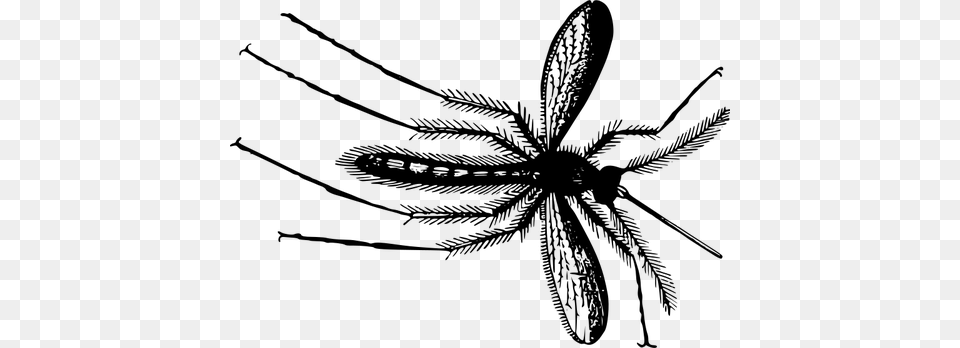 Gnat In Black And White, Gray Png Image