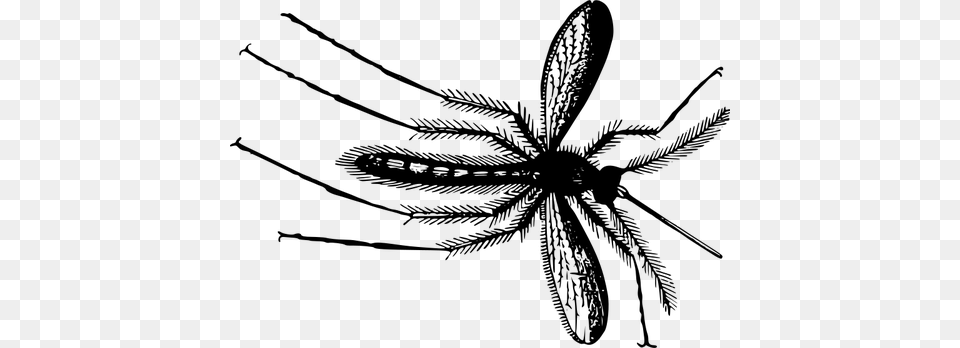 Gnat In Black And White, Gray Free Png