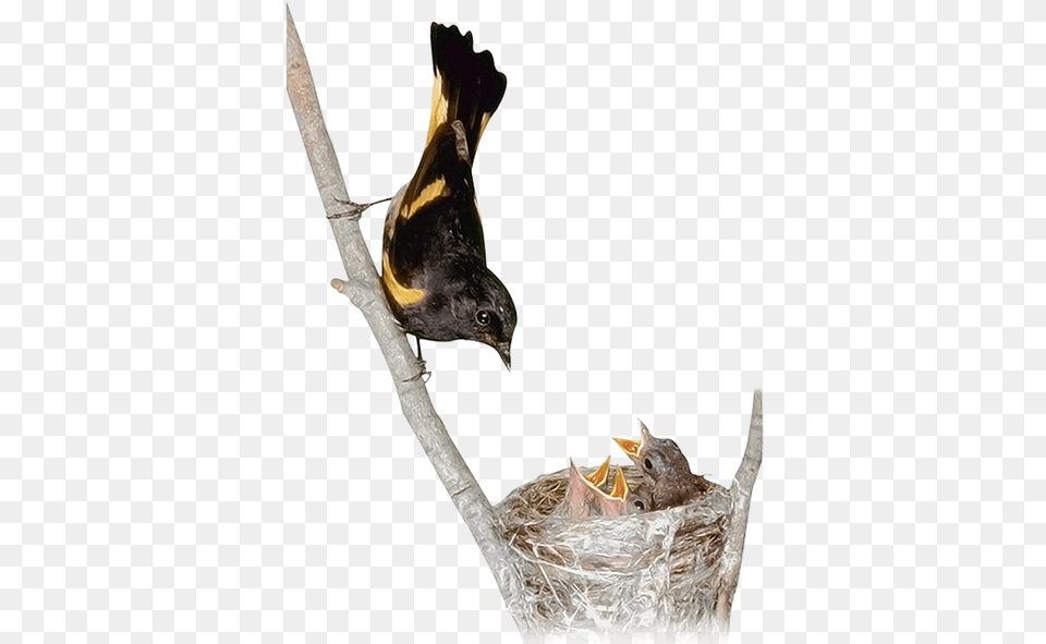Gnezdo Ptenci Malenkaya Ptica Chicks Little Bird Birds, Animal, Beak, Finch, Blackbird Free Png