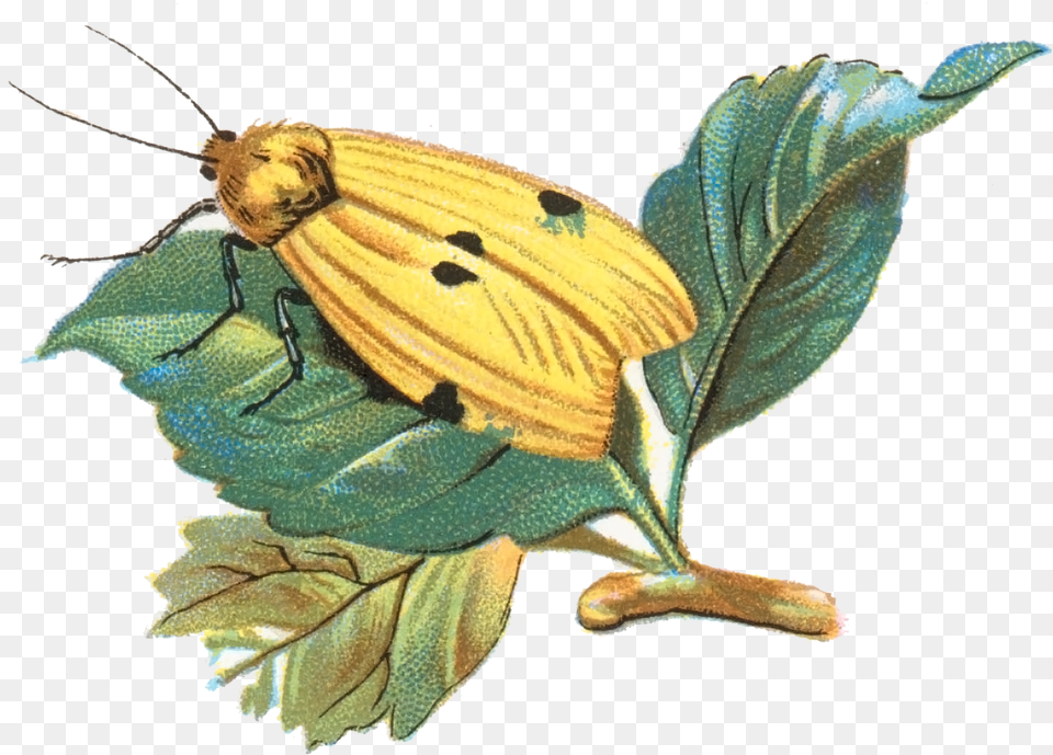 Gnophria Quadra Moth 001 Skipper Butterfly, Leaf, Plant, Animal, Insect Png Image