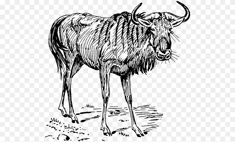 Gnu Drawing, Animal, Bull, Mammal, Buffalo Free Png Download
