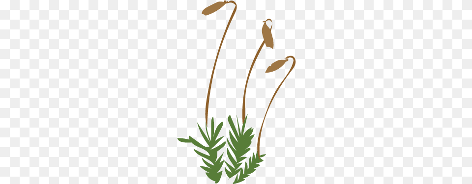 Go Back In Time To The Days When Plants Began To Invade Bryophytes Clipart, Moss, Plant, Flower, Fern Png Image