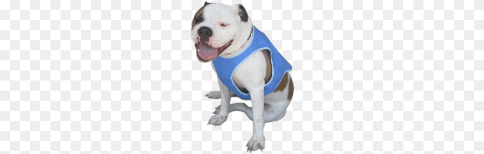 Go Fresh Pet Ice Vest, Animal, Bulldog, Canine, Dog Png Image