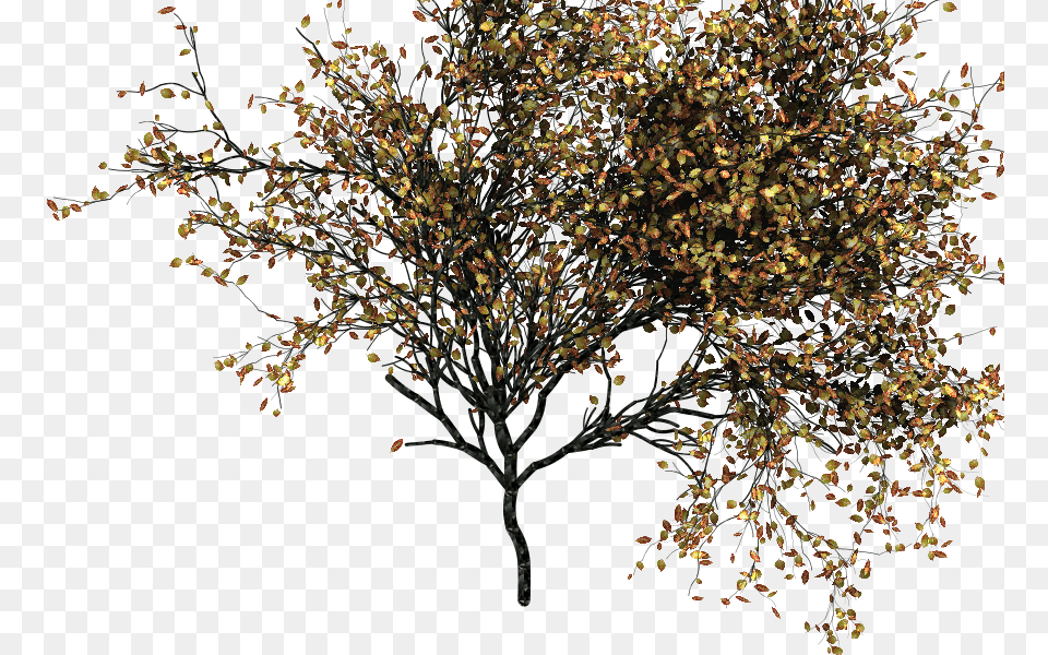 Go To Autumn Tree Transparent, Plant, Flower, Leaf Png