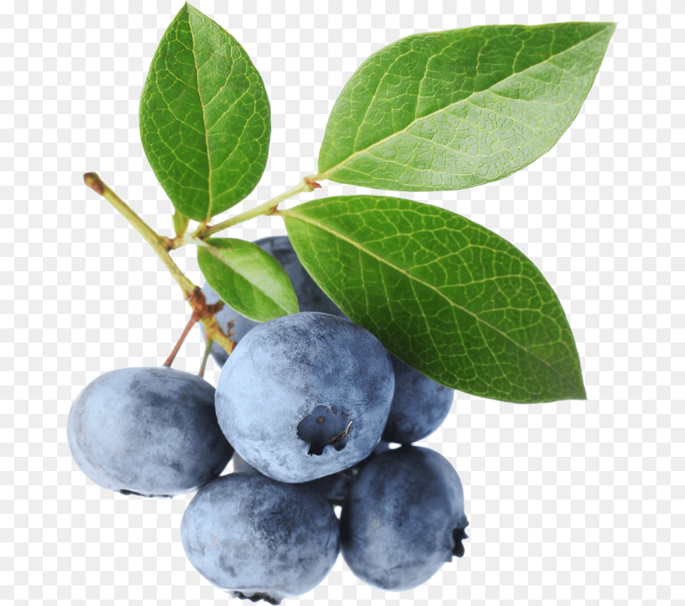 Go To Blueberry Photography, Berry, Food, Fruit, Plant Png Image