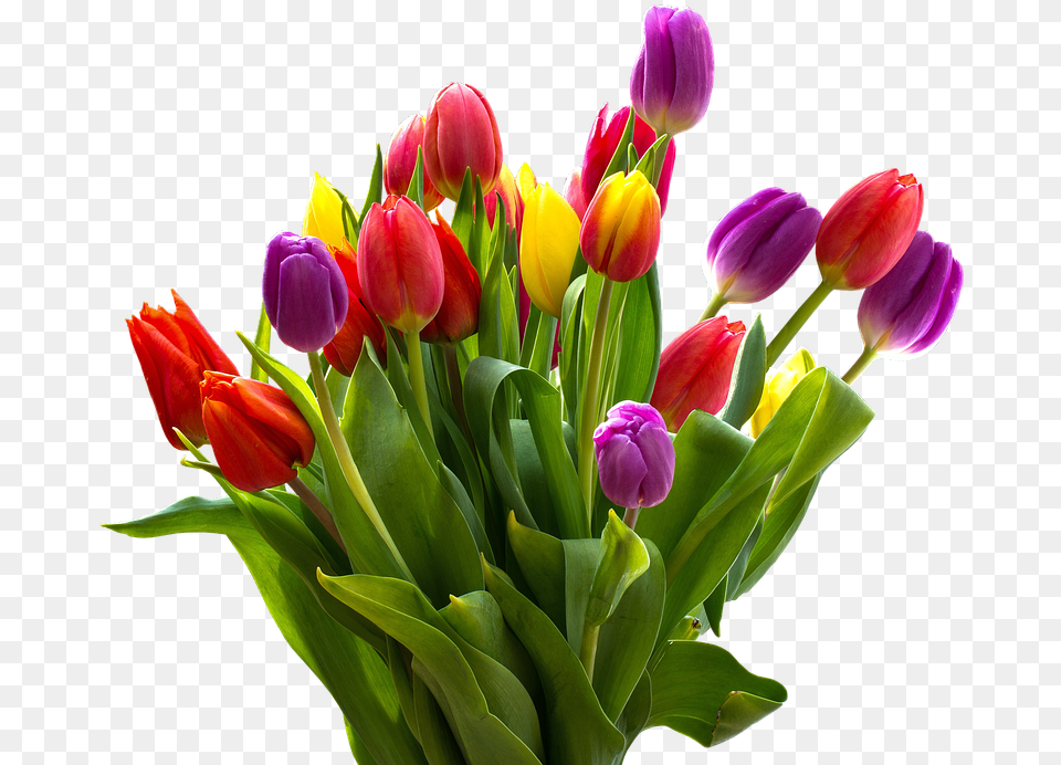 Go To Image, Flower, Flower Arrangement, Flower Bouquet, Plant Png