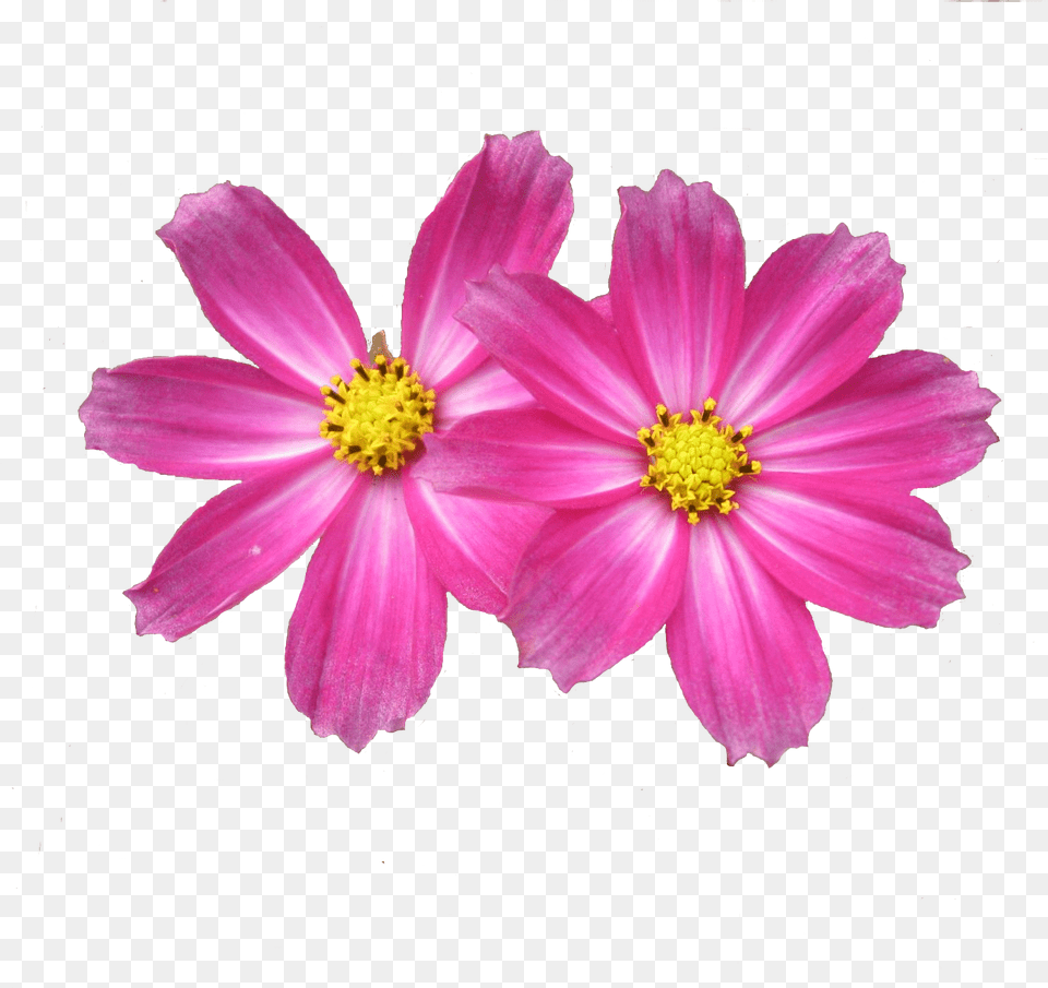 Go To Image Aster, Anther, Dahlia, Daisy, Flower Free Transparent Png