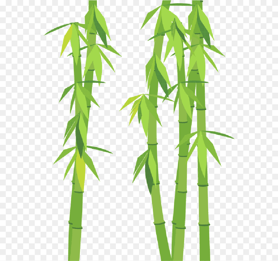 Go To Image Bambou, Bamboo, Plant Free Png Download