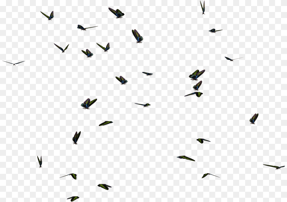 Go To Bird, Paper, Animal, Aircraft, Airplane Png Image