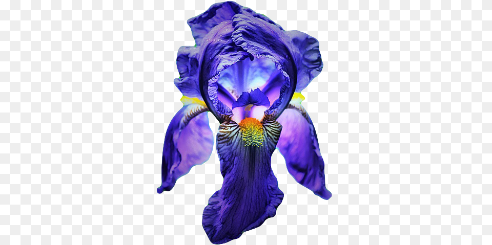 Go To Blue Iris Flower Transparent, Plant, Petal, Person, Purple Png Image