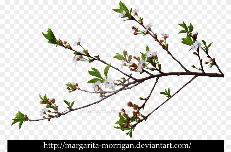 Go To Image Branch, Flower, Leaf, Plant, Bud Free Png
