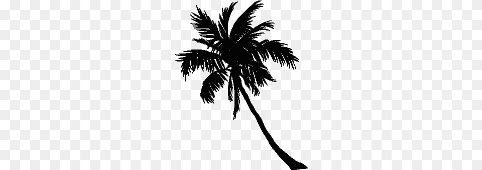 Go To Image Coconut, Palm Tree, Plant, Tree, Person Free Transparent Png