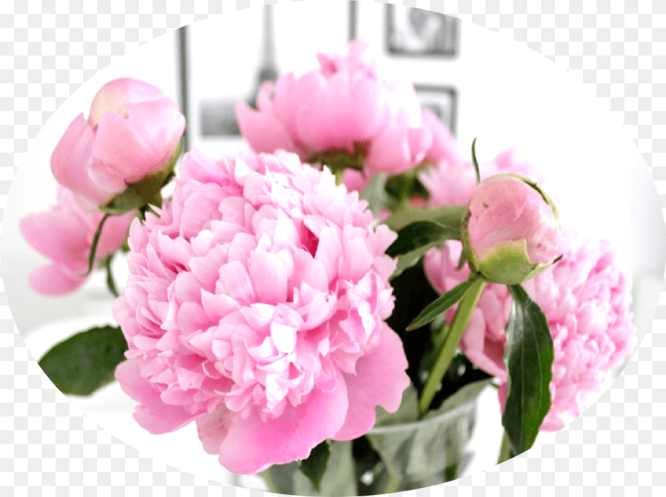 Go To Image Common Peony, Flower, Plant, Carnation, Petal Free Png