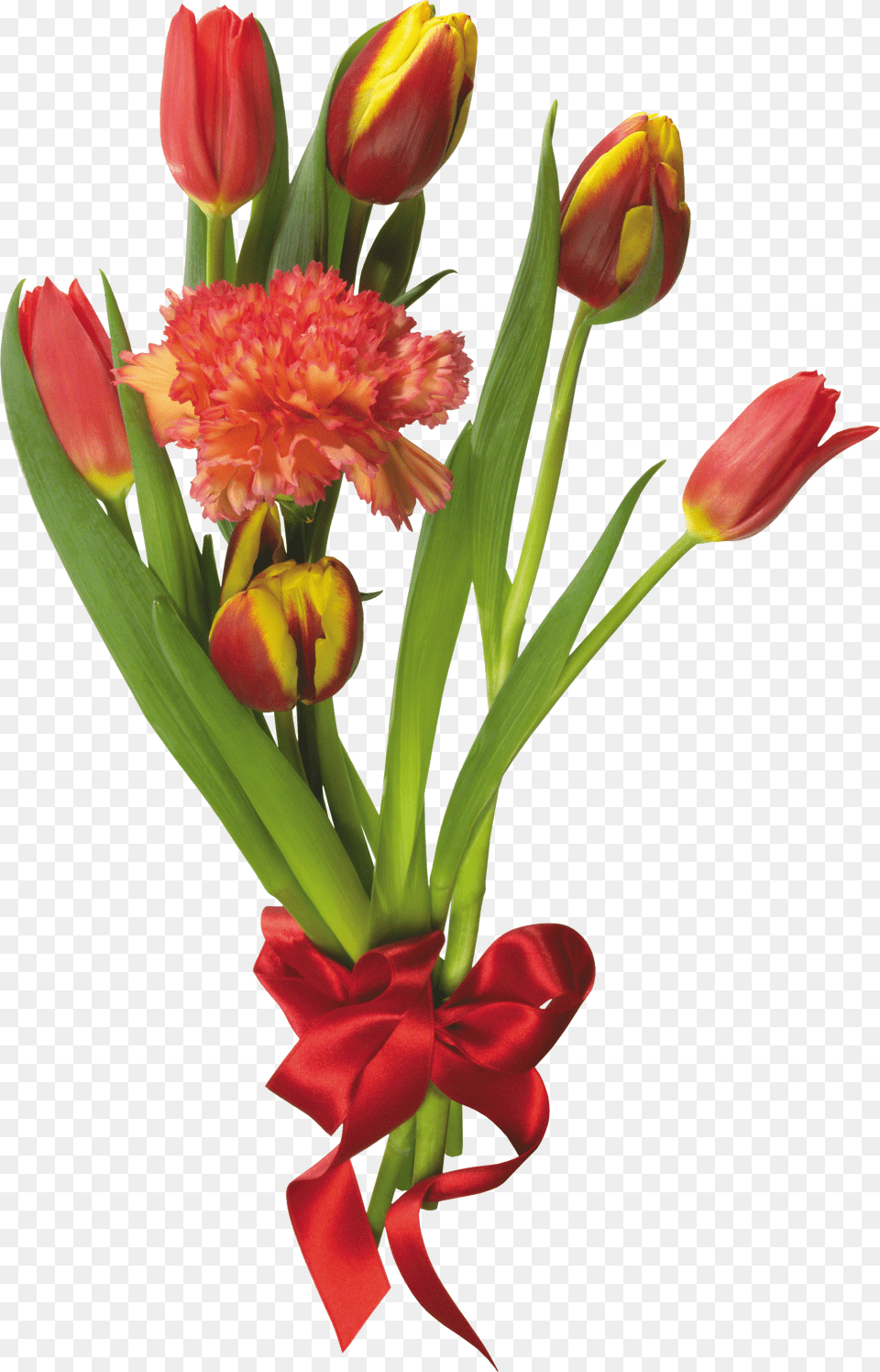 Go To Image Cveti Na 9 Maya, Flower, Flower Arrangement, Flower Bouquet, Plant Free Png