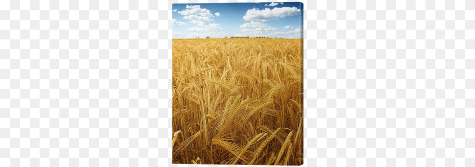 Go To Image Field, Food, Grain, Produce, Wheat Free Transparent Png