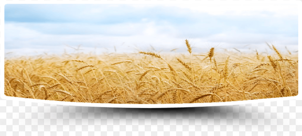 Go To Image Field, Food, Grain, Produce, Wheat Free Png Download