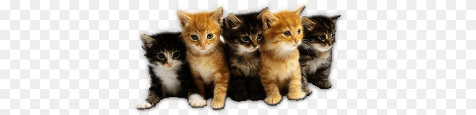 Go To Image Group Of Cute Cats, Animal, Cat, Kitten, Mammal Free Transparent Png