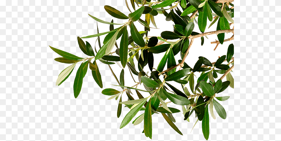 Go To Image Olive Tree Branch, Herbal, Herbs, Leaf, Plant Free Png