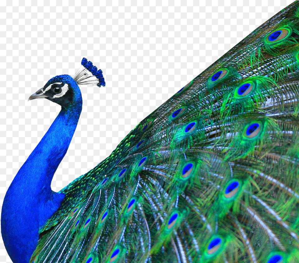 Go To Image Peacock, Animal, Bird Free Transparent Png